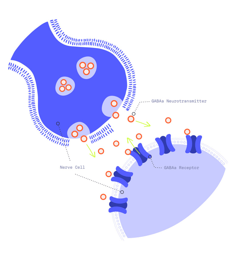 Diagram showing how neurotransmitters enter a cell