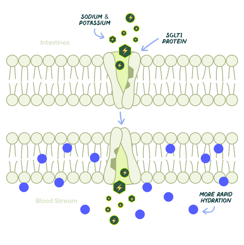 Diagram of sodium and potassium absorption through intestines with SGLT1 protein involvement.
