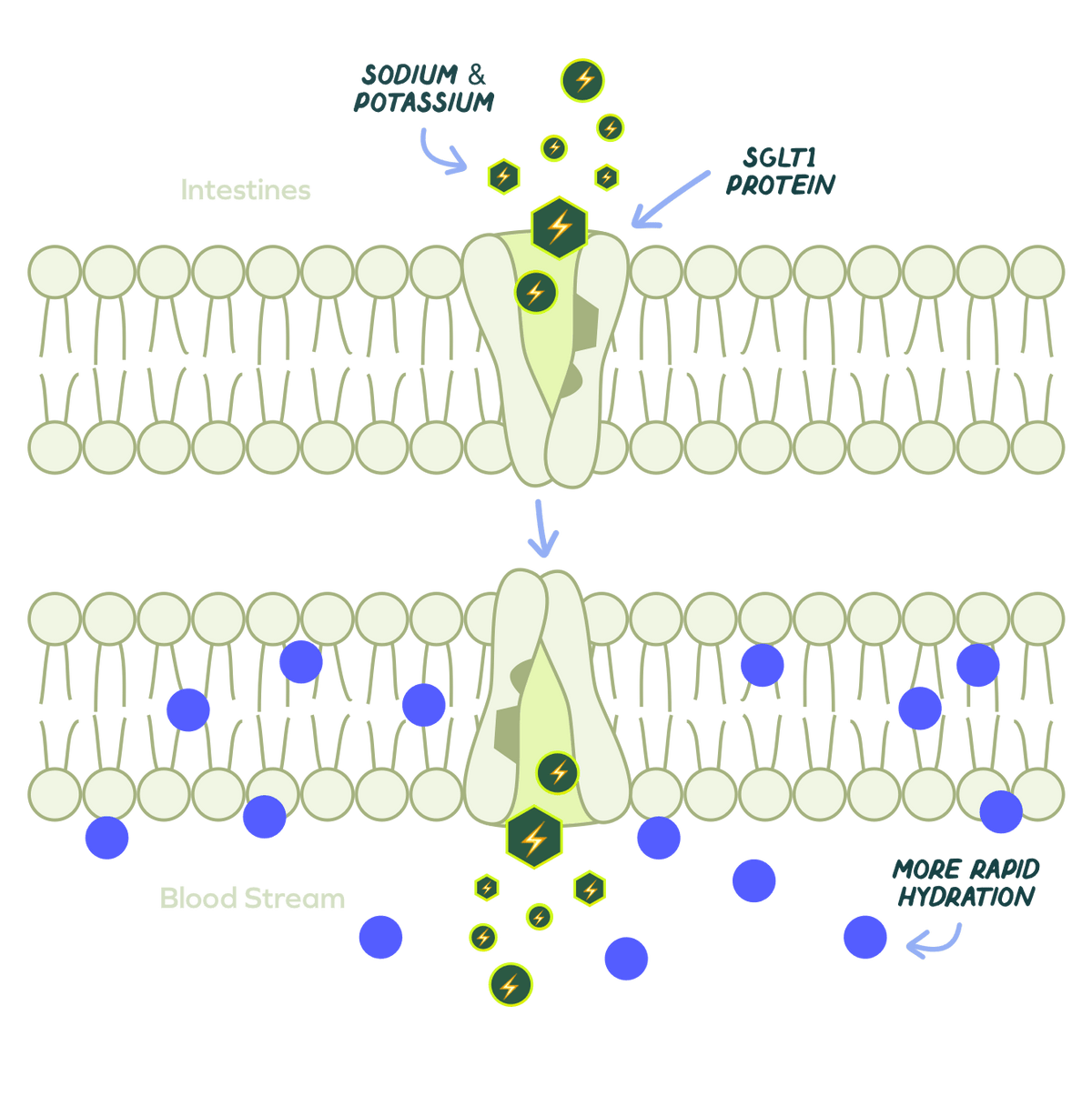 Diagram of sodium and potassium absorption through intestines with SGLT1 protein involvement.