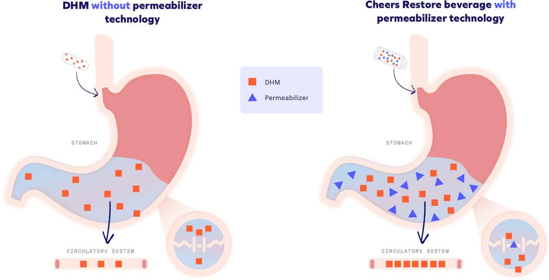 Diagram showing how a permeabilizer helps get DHM into the bloodstream