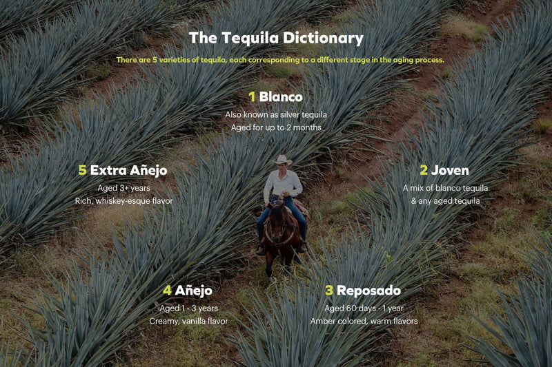 Tequila dictionary with agave plants and a cowboy on horseback