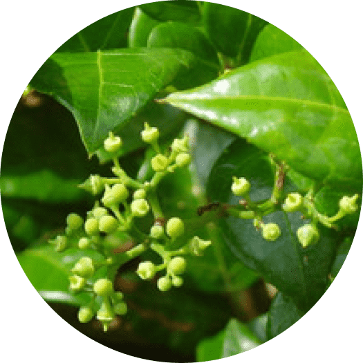 Close-up of green leaves and buds with a blurred background