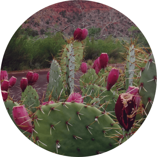 Cactus with pink fruits in a desert landscape