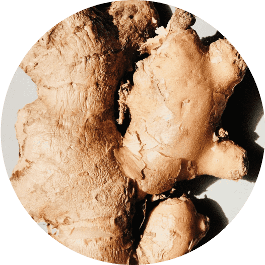 Close-up of a piece of ginger root on a white background