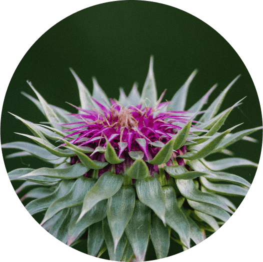Close-up of a purple flower with green leaves on a dark background